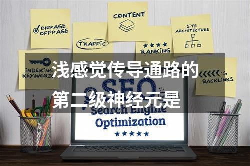 浅感觉传导通路的第二级神经元是