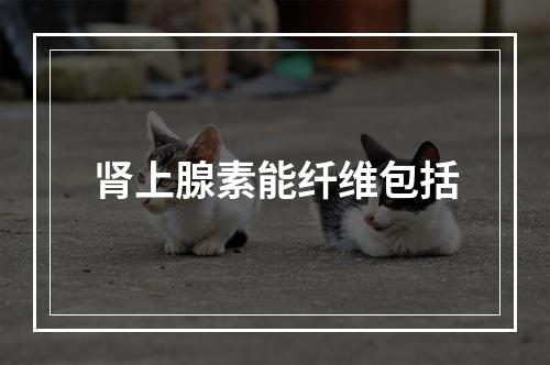 肾上腺素能纤维包括