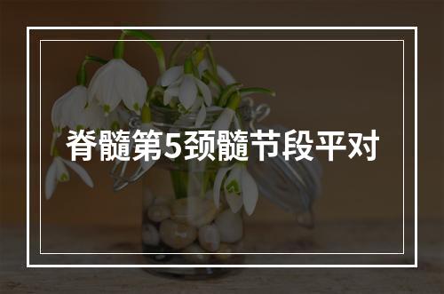 脊髓第5颈髓节段平对