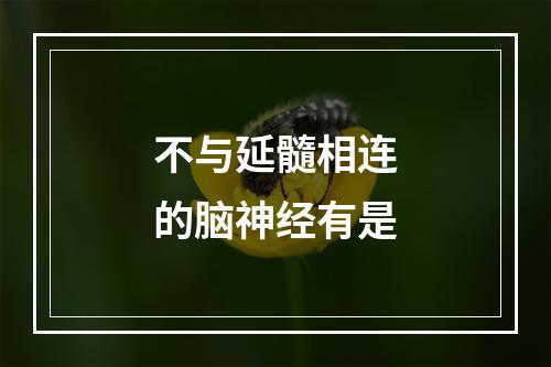 不与延髓相连的脑神经有是