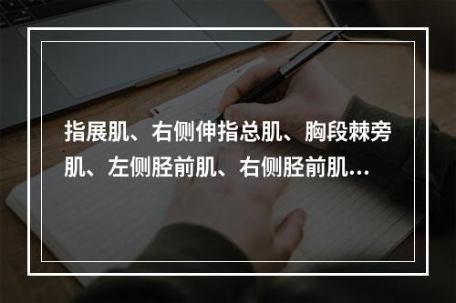 指展肌、右侧伸指总肌、胸段棘旁肌、左侧胫前肌、右侧胫前肌等均