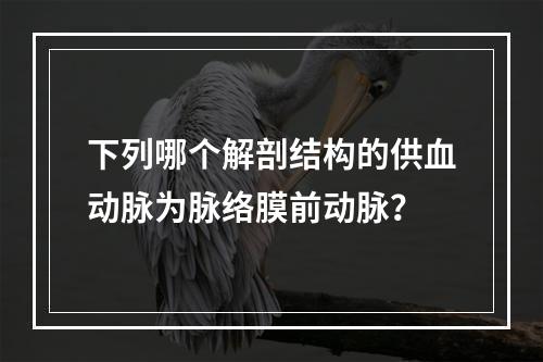 下列哪个解剖结构的供血动脉为脉络膜前动脉？