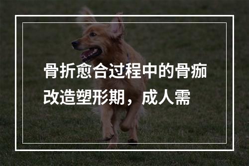 骨折愈合过程中的骨痂改造塑形期，成人需