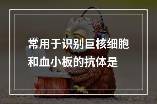 常用于识别巨核细胞和血小板的抗体是