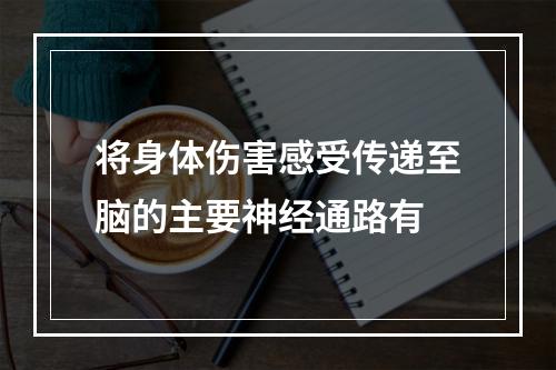 将身体伤害感受传递至脑的主要神经通路有