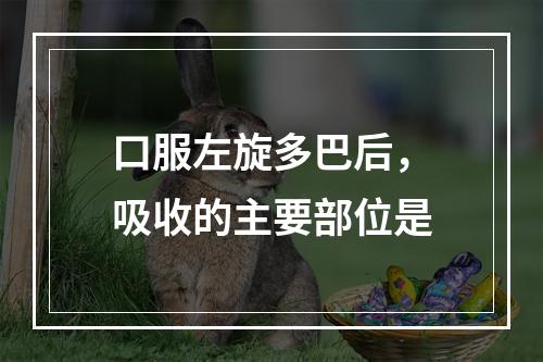 口服左旋多巴后，吸收的主要部位是