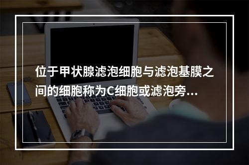 位于甲状腺滤泡细胞与滤泡基膜之间的细胞称为C细胞或滤泡旁细胞