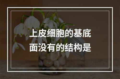 上皮细胞的基底面没有的结构是