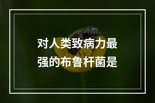 对人类致病力最强的布鲁杆菌是