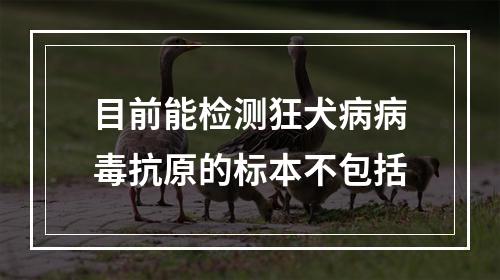 目前能检测狂犬病病毒抗原的标本不包括