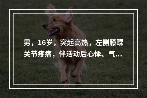 男，16岁，突起高热，左侧膝踝关节疼痛，伴活动后心悸、气促，