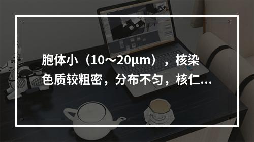 胞体小（10～20μm），核染色质较粗密，分布不匀，核仁1～