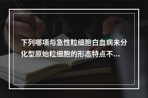 下列哪项与急性粒细胞白血病未分化型原始粒细胞的形态特点不相符