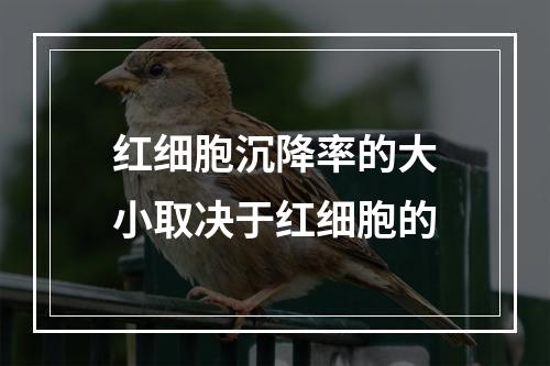 红细胞沉降率的大小取决于红细胞的