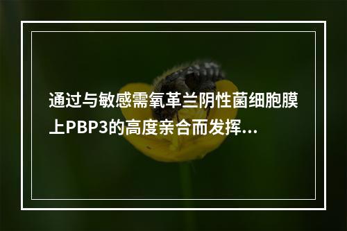 通过与敏感需氧革兰阴性菌细胞膜上PBP3的高度亲合而发挥杀菌