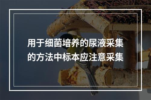 用于细菌培养的尿液采集的方法中标本应注意采集