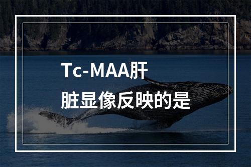 Tc-MAA肝脏显像反映的是