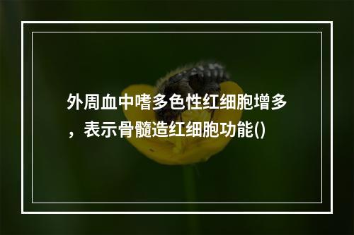 外周血中嗜多色性红细胞增多，表示骨髓造红细胞功能()