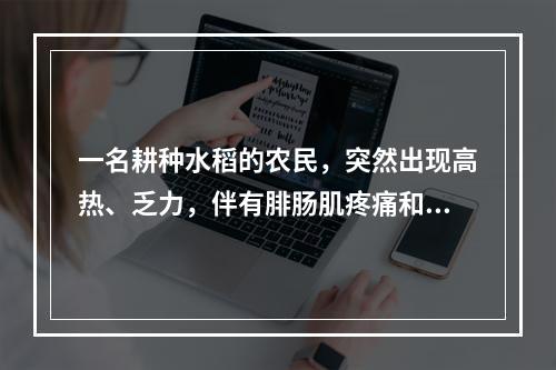 一名耕种水稻的农民，突然出现高热、乏力，伴有腓肠肌疼痛和眼结