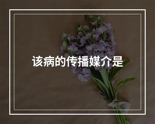 该病的传播媒介是