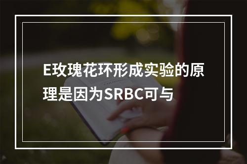 E玫瑰花环形成实验的原理是因为SRBC可与