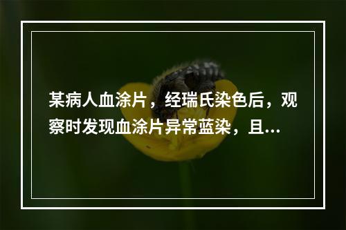 某病人血涂片，经瑞氏染色后，观察时发现血涂片异常蓝染，且布满