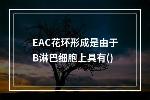 EAC花环形成是由于B淋巴细胞上具有()