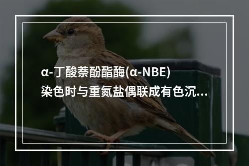 α-丁酸萘酚酯酶(α-NBE)染色时与重氮盐偶联成有色沉淀的