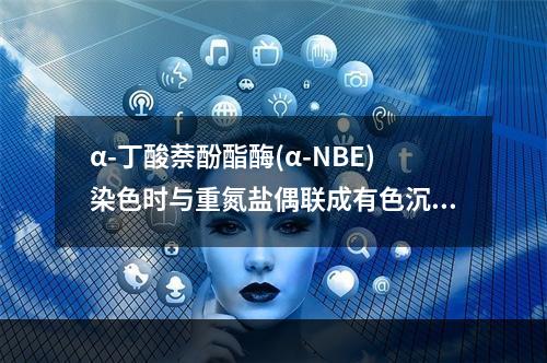 α-丁酸萘酚酯酶(α-NBE)染色时与重氮盐偶联成有色沉淀的