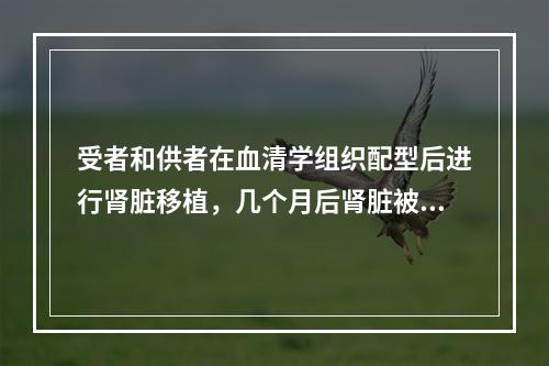 受者和供者在血清学组织配型后进行肾脏移植，几个月后肾脏被排斥