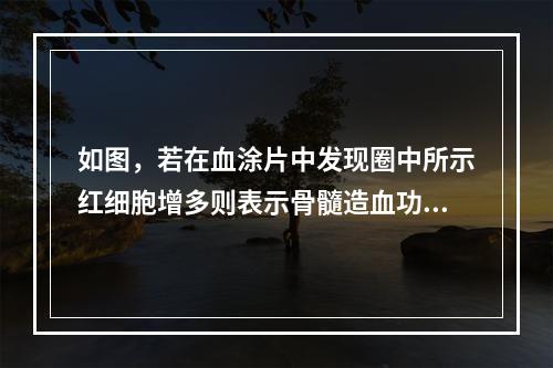 如图，若在血涂片中发现圈中所示红细胞增多则表示骨髓造血功能(