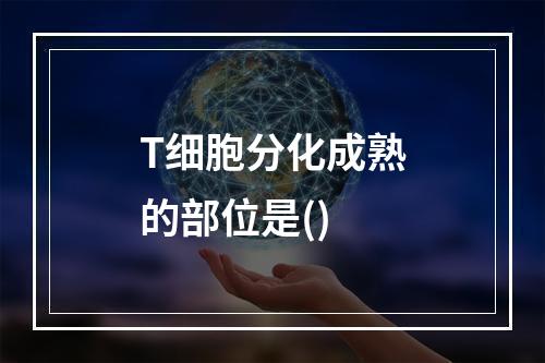 T细胞分化成熟的部位是()