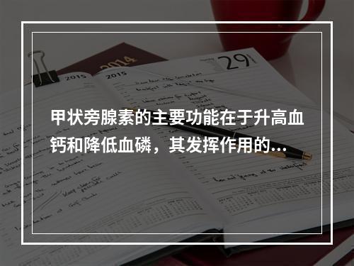 甲状旁腺素的主要功能在于升高血钙和降低血磷，其发挥作用的靶器