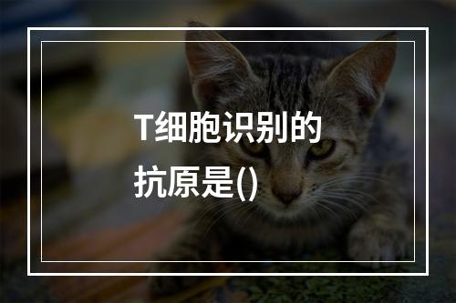 T细胞识别的抗原是()