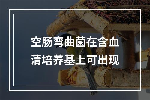 空肠弯曲菌在含血清培养基上可出现