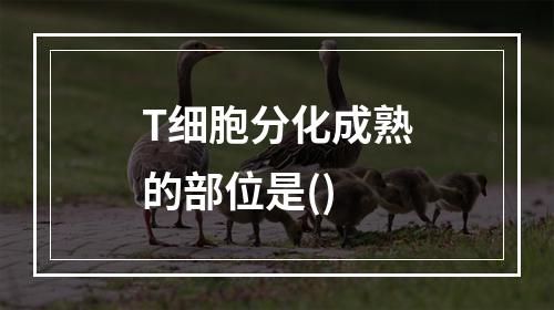 T细胞分化成熟的部位是()