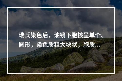 瑞氏染色后，油镜下胞核呈单个、圆形，染色质粗大块状，胞质呈透