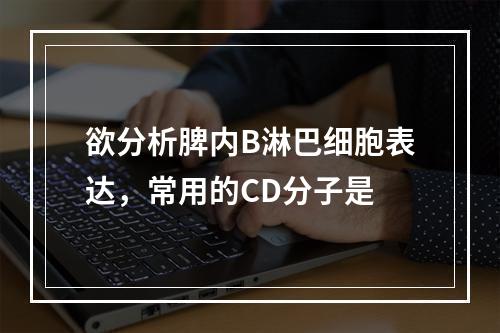 欲分析脾内B淋巴细胞表达，常用的CD分子是