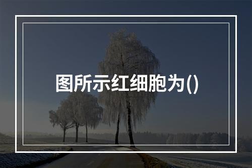 图所示红细胞为()