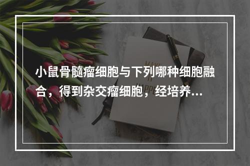 小鼠骨髓瘤细胞与下列哪种细胞融合，得到杂交瘤细胞，经培养可产