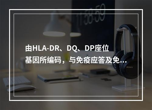 由HLA-DR、DQ、DP座位基因所编码，与免疫应答及免疫调