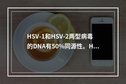 HSV-1和HSV-2两型病毒的DNA有50%同源性。HSV