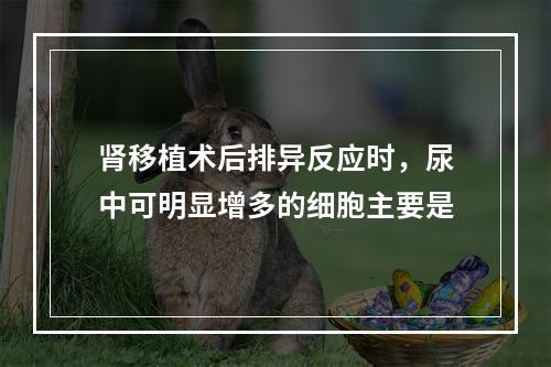 肾移植术后排异反应时，尿中可明显增多的细胞主要是