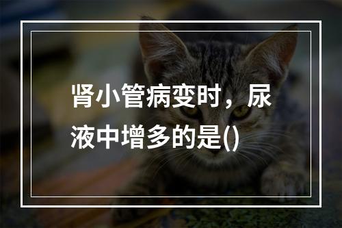 肾小管病变时，尿液中增多的是()