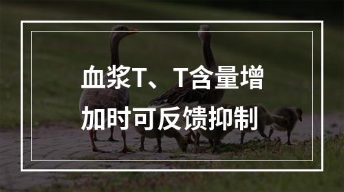 血浆T、T含量增加时可反馈抑制