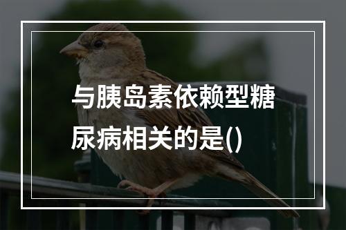 与胰岛素依赖型糖尿病相关的是()