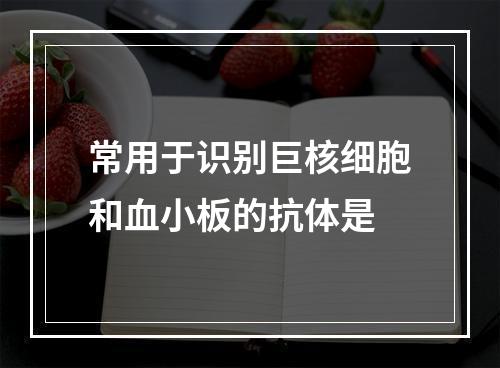 常用于识别巨核细胞和血小板的抗体是