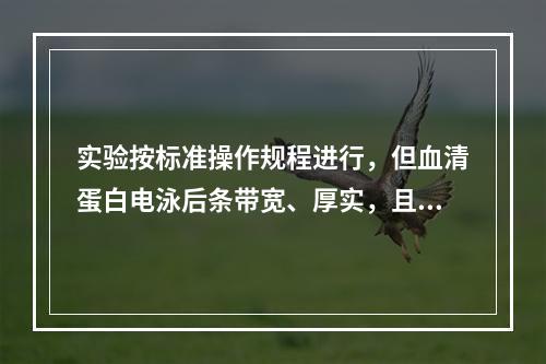 实验按标准操作规程进行，但血清蛋白电泳后条带宽、厚实，且未分