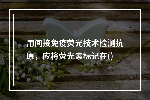 用间接免疫荧光技术检测抗原，应将荧光素标记在()