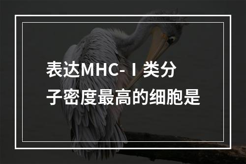 表达MHC-Ⅰ类分子密度最高的细胞是